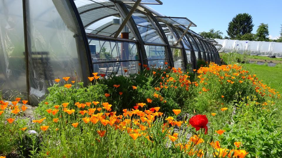 Biohof Zug Gewächshaus mit Blumen